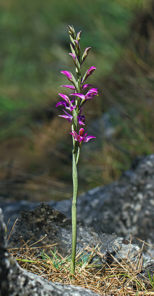 Limodorum abortivum var. rubrum